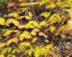 autumnleaves_small.jpg
