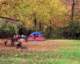 fallingleaves_small.jpg
