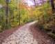 forestroadinautumn_small.jpg