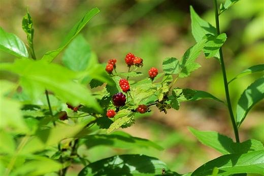 berries.jpg