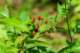 berries_small.jpg