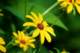 blackeyedsusan_small.jpg
