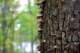 alongtheozarkhighlandstrail6_small.jpg