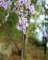 alongtheozarkhighlandstrail9_small.jpg