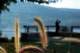 autumngrasses2_small.jpg