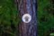 newozarkhighlandstrailmarker_small.jpg