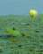 waterlillyblossompetitjeanstateparkarkansas5_small.jpg