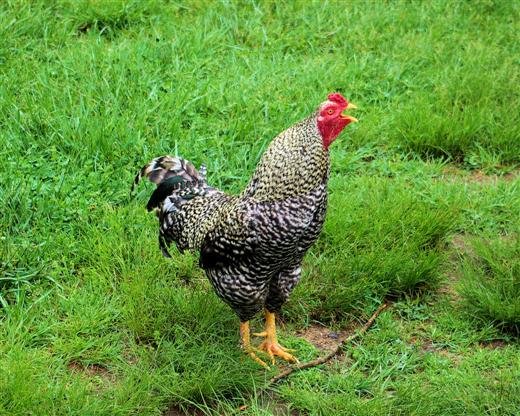 anotherchicken.jpg