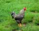 anotherchicken_small.jpg