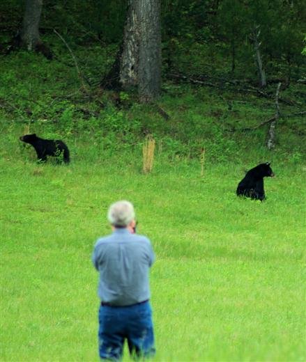 bearinthesmokymountains.jpg
