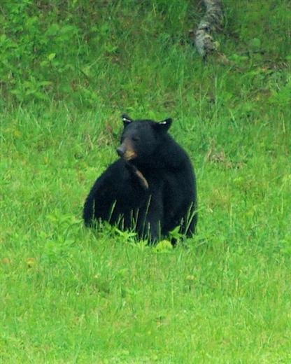 brownbear.jpg