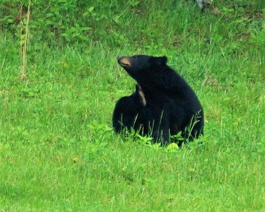 brownbear2.jpg