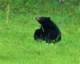 brownbear2_small.jpg