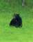 brownbear_small.jpg