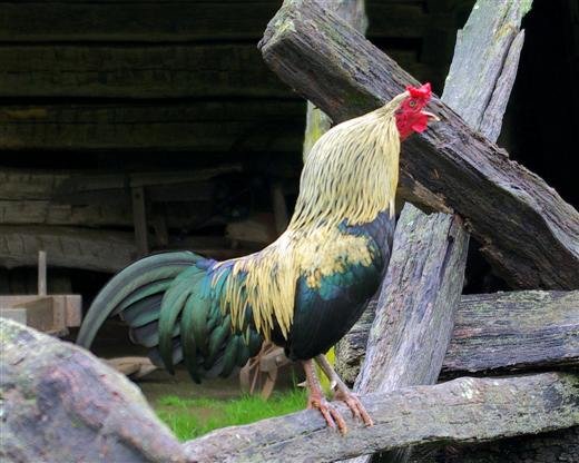 chicken.jpg