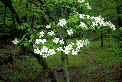 dogwoodatelkmontcampground.jpg