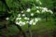 dogwoodatelkmontcampground_small.jpg