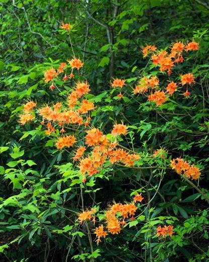 flameazaleasalonglittleriverroadnearcampground.jpg