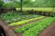 gardenatmountainfarmmuseum_small.jpg