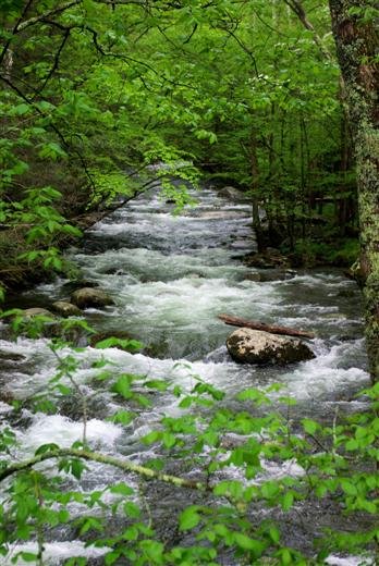 littleriveratelkmontcampground.jpg