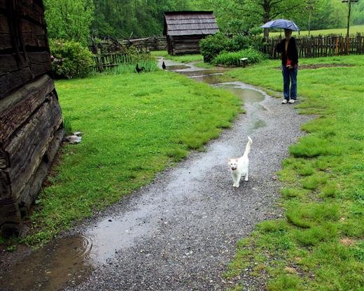 mountainfarmmuseumcat.jpg