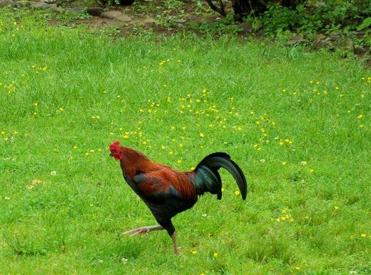 oneofmanychickensatthefarm.jpg