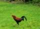 oneofmanychickensatthefarm_small.jpg