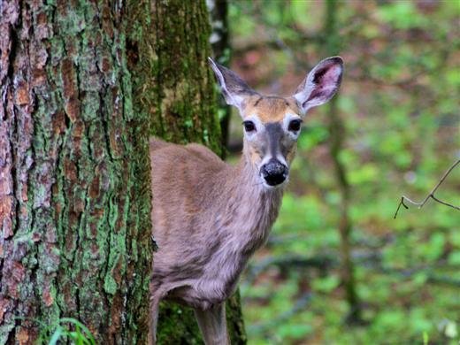 whitetaildeer.jpg
