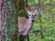 whitetaildeer_small.jpg