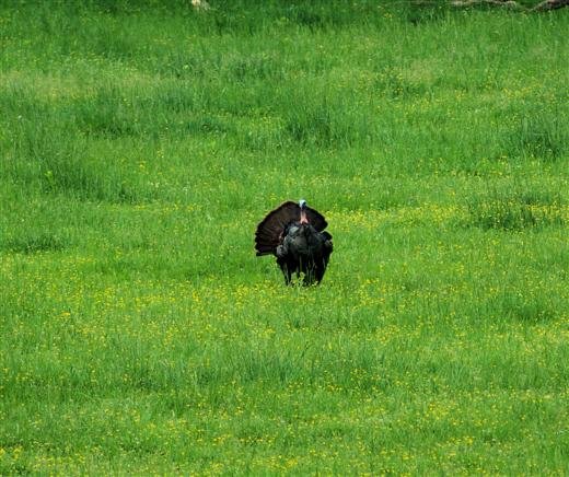 wildturkey.jpg