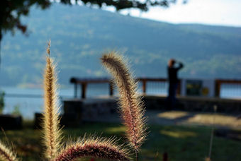 autumn grasses at Lake Fort Smith State Park visitor center overlook, Arkansas